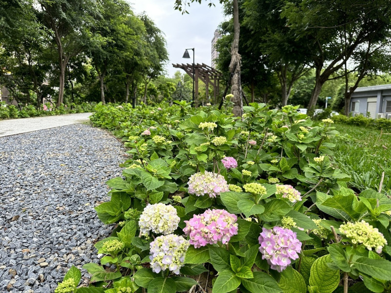 繡球花由一朵朵小花聚集而成，有團聚、圓滿的花語，歡迎大家一起來賞花。   圖：新北市水利局提供