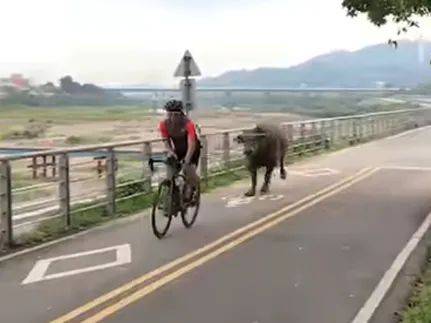 新北市樹林山佳一帶的大漢溪自行車道，有牛隻疑受驚嚇亂竄，一度追逐路過的單車騎士，所幸沒造成人員傷亡。   圖：翻攝Facebook我是樹林人