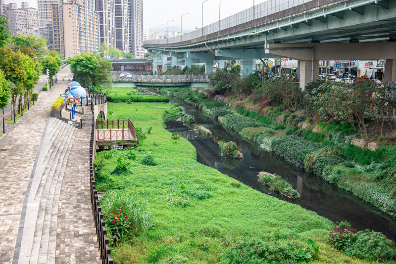 湳仔溝已蛻變成一個具有生態多樣性的生態新樂園。   圖：新北市水利局提供