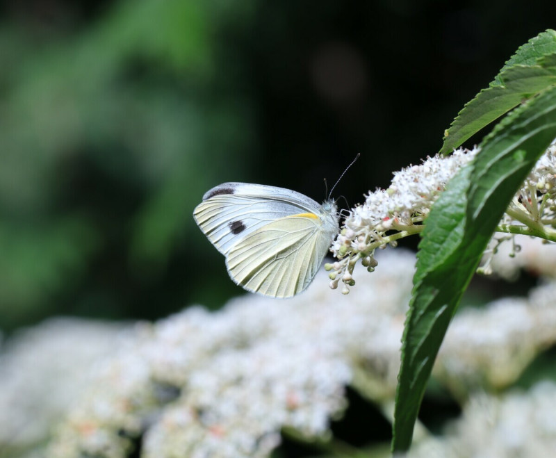 超過百隻的白粉蝶成為湳仔溝最美的白色精靈。   圖：新北市水利局提供