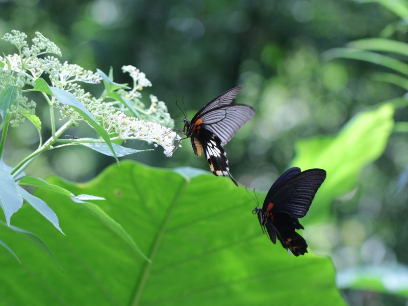 大鳳蝶正在求偶的珍貴畫面，雌蝶色彩斑斕，雄蝶一身黑衣。   圖：新北市水利局提供