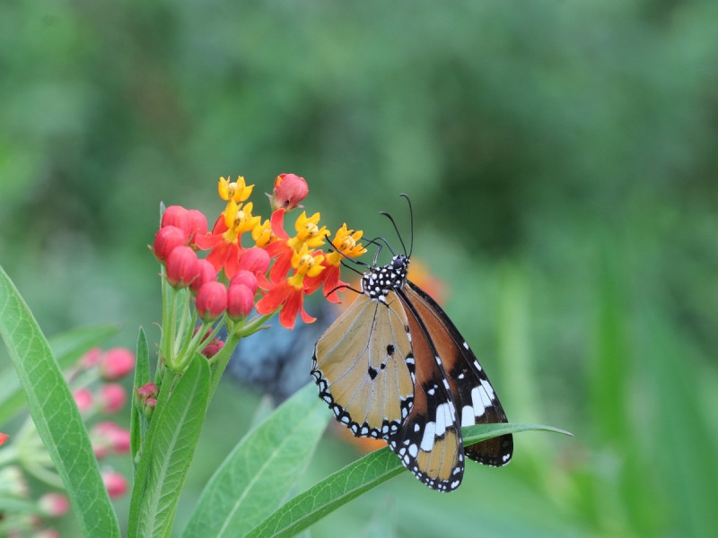 優雅嬌豔的金斑蝶正在吸食馬利筋的花蜜。   圖：新北市水利局提供