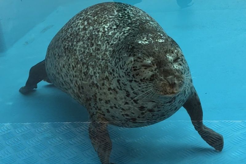 日本網友拍攝到海豹四肢撐地「站起來」的模樣。   圖／Twitter：GacchiRika