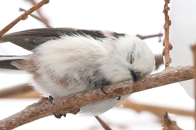 推主拍攝到銀喉長尾山雀在樹上打瞌睡的樣子。   圖／Twitter：daily_simaenaga