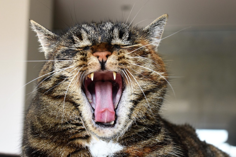 雖然一般來說貓咪換牙不需要太過擔心，但如果發現貓咪嘴巴會痛、或是有出血狀況嚴重、牙齦紅腫等等症狀的話，還是要盡速就醫檢查。   圖：寵毛網petsmao資訊平台提供