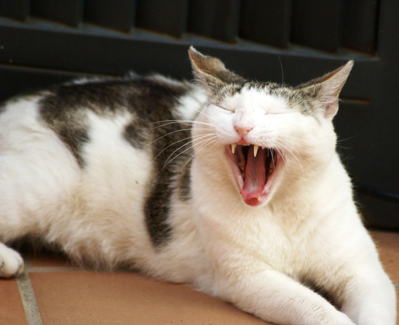 牙齦出血紅腫有可能和貓白血病和貓愛滋有關，貓奴不可大意。   圖：寵毛網petsmao資訊平台提供