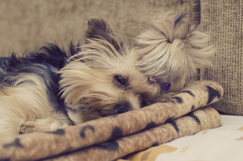 不只是人類，狗狗聽到豎琴的聲音也會放鬆並且身心靈都被沐浴了。   圖：寵毛網petsmao資訊平台提供
