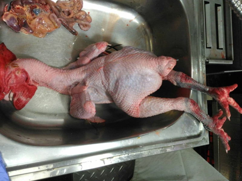 新北市動保處今天表示，家禽屠宰場1日發現雞隻疑似染H5亞型高病原性禽流感病毒病例。   圖：翻攝新北市動保處網站