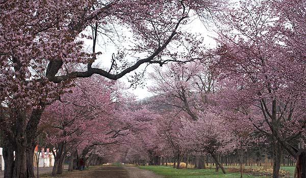 日本北海道新日高町宣布靜內二十間道路櫻花行道樹盛開，美不勝收。   圖：翻攝日本賞花情報Walker