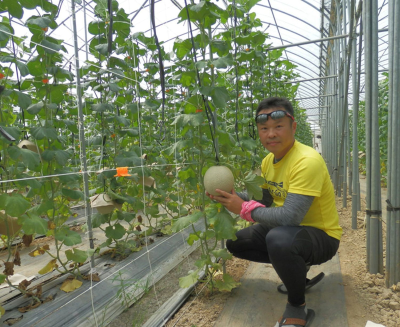 洋香瓜高雄2號在嘉義太保市試種結果情形。   圖：行政院農委會提供
