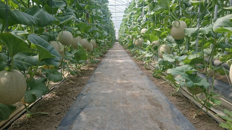 洋香瓜高雄2號果實良率高達85%。   圖：行政院農委會提供