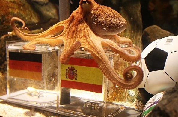 章魚哥「保羅」是德國奧伯豪森（Oberhausen）一個水族館的一隻普通章魚。據稱這隻章魚能準確預測德國國家足球隊的比賽結果，因而有「德國神算子」、「章魚哥」、「保羅哥」、「章魚帝」、「預測帝」之美稱。   圖:翻攝自GOOGLE