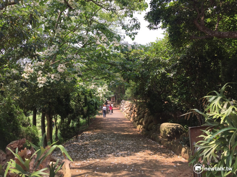 油桐花樹曾是客家人早年重要的經濟作物，每年天氣轉暖，台灣各地由南到北，桐花依次盛開。   圖：羅碧霞/攝