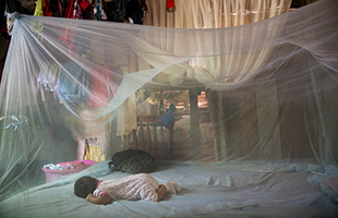 茲卡病毒疫情一度肆虐全球24國，各國展開滅蚊大作戰，全力防堵。   圖：翻攝自世界衛生組織官方網站
