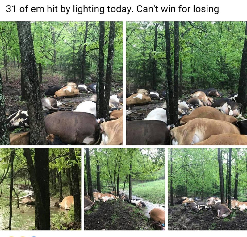 美國賴特郡密蘇里農業局日前發出聲明在賴特郡的農場，有32頭乳牛瞬間死光，原因則是被雷打到。   圖:  Wright County - Missouri Farm Bureau臉書照片