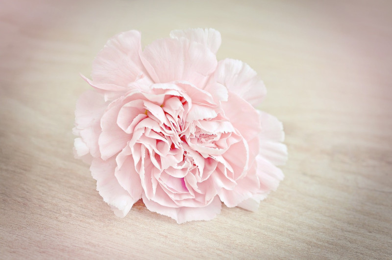 康乃馨象徵著神聖偉大的母愛，因此被選為母親節的代表花。   圖：Pixabay／提供