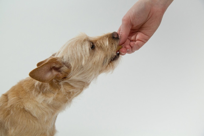 狗狗只能吃飼主餵給牠們的東西，所以說牠們的健康完全掌握在飼主手上。   圖：寵毛網petsmao資訊平台提供