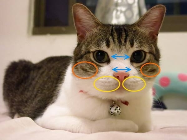 雖然貓咪看起來長得都一個樣，其實公貓母貓的長相還是有些微的差異唷！   圖：寵毛網petsmao資訊平台提供