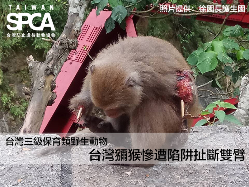 台灣獼猴慘遭陷阱扯斷雙臂。   圖: SPCA/提供