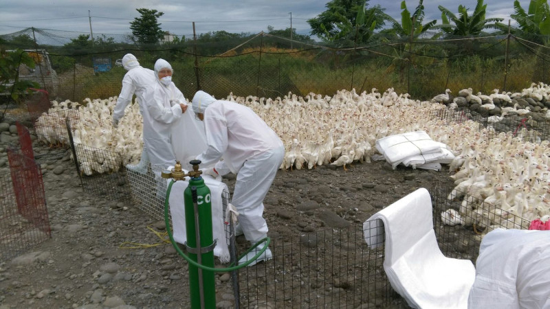 屏東又再度爆出有一間鴨場確診有「H5N2亞型高病原性禽流感」，並已於今(16)日完成撲殺作業，撲殺了總計11,646隻肉鴨。   圖：屏東縣政府／提供