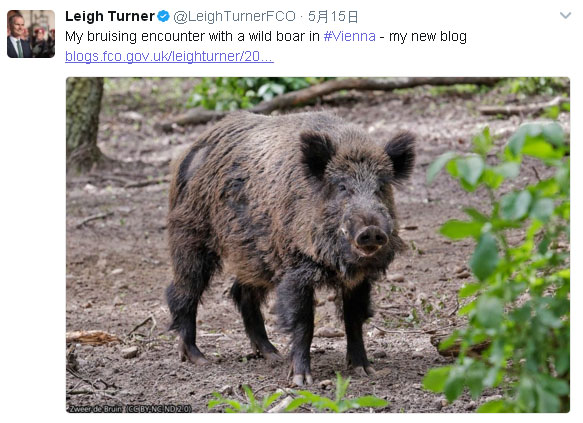 英國駐奧地利大使特納在推特自爆，在維也納散步時，遭到野豬襲擊。   圖：翻攝特納推特