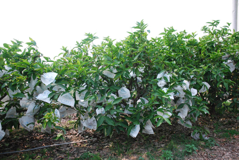 楊基君的紅寶石蓮霧植株生長穩定、結實纍纍。   圖：高雄農業改良場／提供