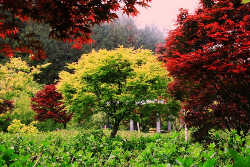 槭樹狀似楓葉，一發芽便會轉紅，觀賞期極長，目前可以在陽明山、太平山、杉林溪等地欣賞到美景。   圖：翻攝自愛上杉林溪臉書