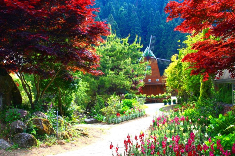 探索園區內秘境，兩側紅葉在綠蔭中相當引人注目，添上幾分浪漫風采。   圖：翻攝自愛上杉林溪臉書