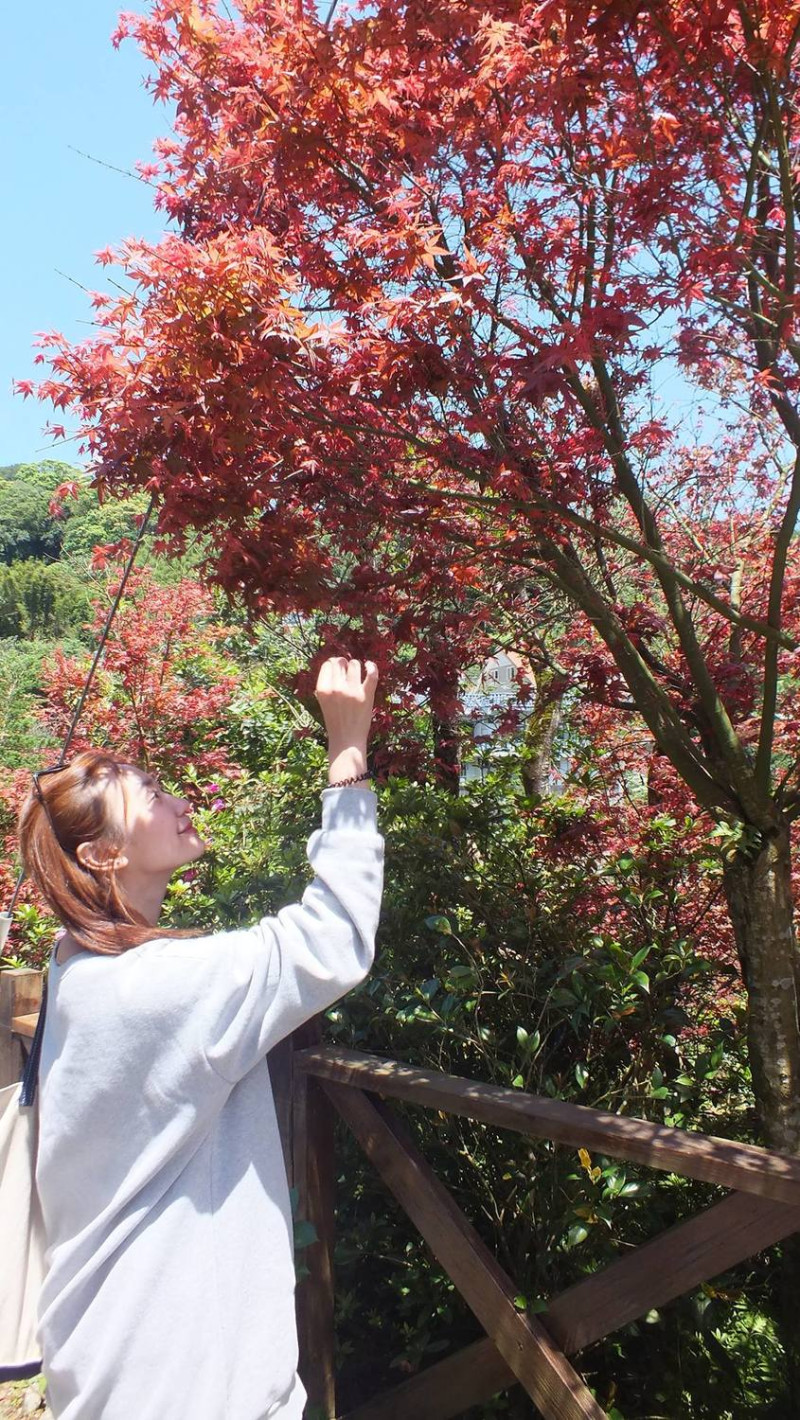 春末夏初五月天，臺北市菁山社區日本槭樹葉，呈現美麗的艷紅，適合近距觀賞。   圖：台北市工務局提供