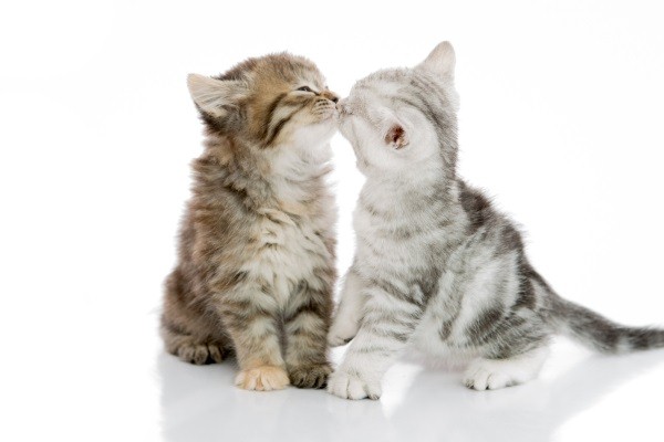 貓咪和貓咪之間很常出現KISS的畫面！   圖：寵毛網petsmao資訊平台提供