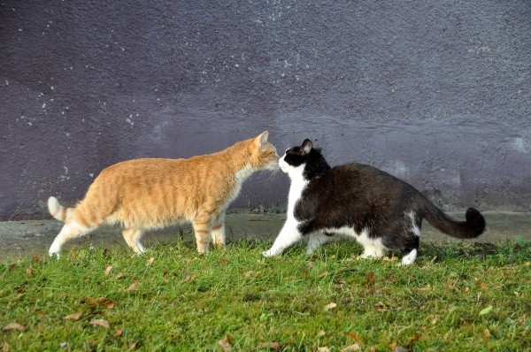 當貓咪遇到另一隻貓咪，彼此沒有敵意時，就會啾一個來當做打招呼哦！   圖：寵毛網petsmao資訊平台提供