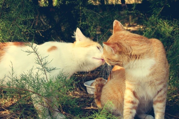 每隻貓咪都有自己的體味，而這個味道以口鼻附近分泌得最多，親親時可以互聞彼此的體味。   圖：寵毛網petsmao資訊平台提供