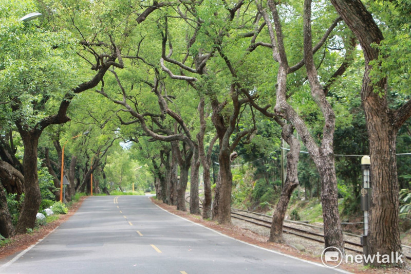 綠色隧道沿途樟樹夾道成蔭、枝葉茂密，左右兩側枝幹交織成拱形。   圖：呂晏慈攝