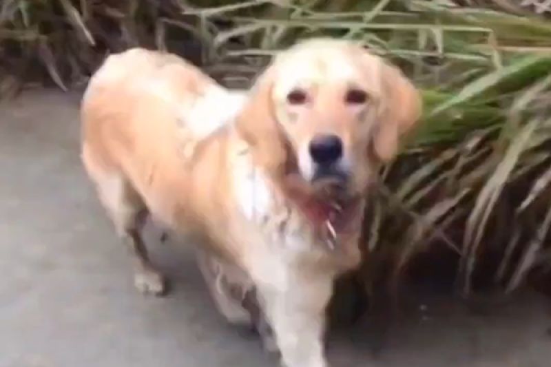 中國網友在路上偶遇流浪狗，沒想到靠近後發現那居然是自己失蹤一年的愛犬。   圖／微博：萌寵避風港