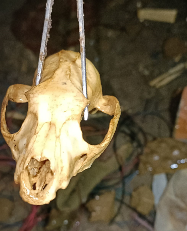 動保處採集到動物頭骨。   圖：新北市動保處提供