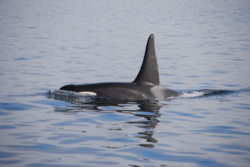 30隻殺人鯨圍攻2隻灰鯨。   示意圖／Pixabay
