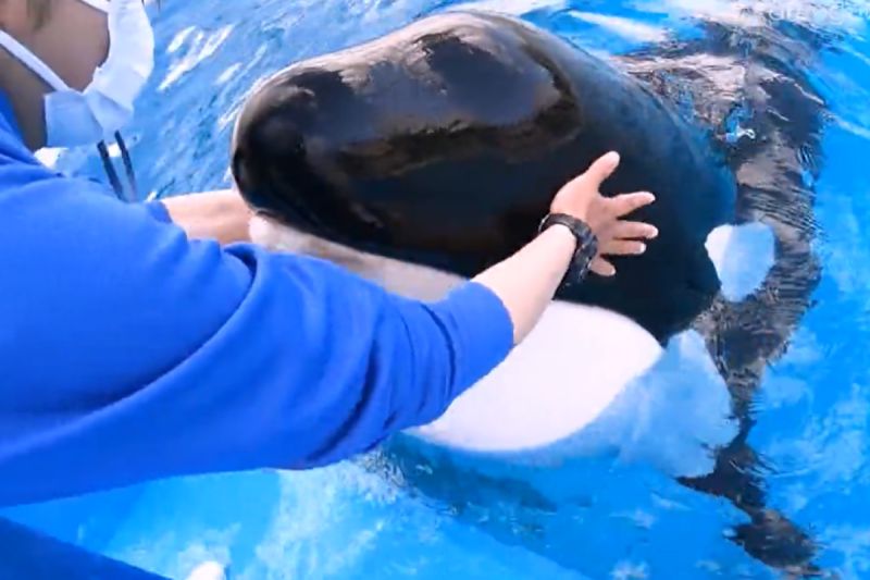 日本鴨川海洋世界中的殺人鯨非常喜歡給飼育員抓抓身體。   圖／Twitter：kamoseaOfficial