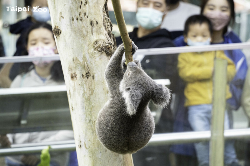 台北市立動物園無尾熊二館前方的環形開放式活動場，也是參考國外展示意象及概念所設計。   圖：台北市立動物園／提供