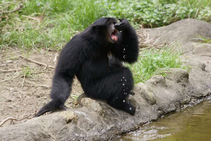 台北市立動物園近日遭爆出交換、借殖動物給惡劣農場未進行追蹤，議員痛批是棄養行為。   圖：翻攝自台北市立動物園網站