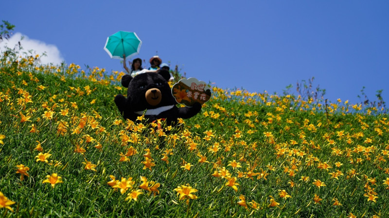 彰化花壇虎山巖金針花近年很夯，被網友譽為5月份全國最佳賞花景點。   參山處/提供