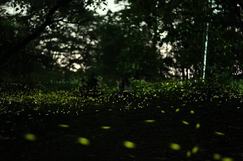 竹山的螢火蟲復育有成，目前當地賞螢進入高峰。   圖：竹山鎮公所／提供