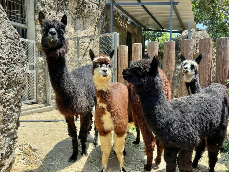 羊駝家族(左至右分別為媽媽「小黑」、「白長襪」、歐露露、阿姨。   圖：高雄市觀光局/提供