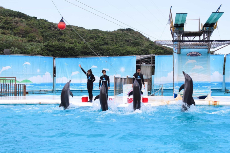 野柳海洋世界海豚表演秀，是北台灣可以近距離觀察到海洋生物的觀光遊樂業。   圖：新北市觀旅局提供