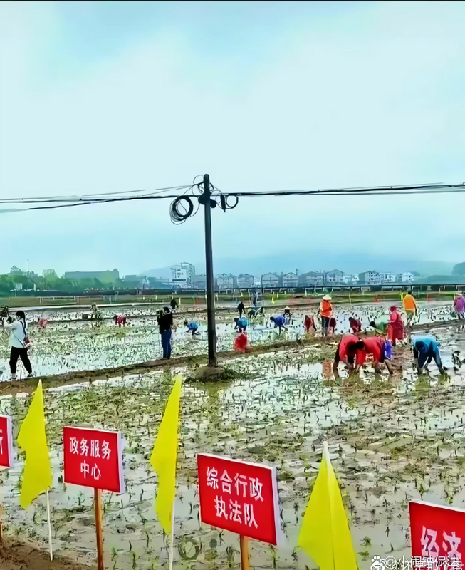 中國某地推出「插秧住民活動」，插秧目標為 2 畝田地，共200 人參與。   圖：翻攝方舟子推特