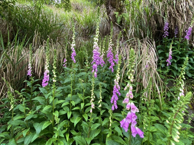 太平山國家森林遊樂區的植物五顏六色相繼綻放。   圖：羅東林區管理處／提供