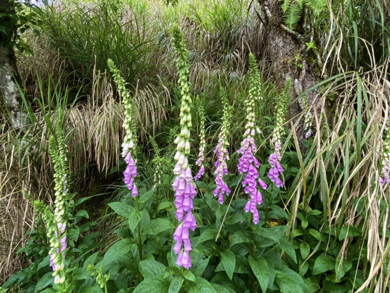 5月就是毛地黃最佳賞花期。   圖：羅東林區管理處／提供