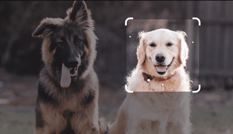Google AI神器Bard，而當用戶使用智慧鏡頭時，Bard 能夠識別出狗狗的品種，並且描述其相關特徵。   圖：翻攝自Google 部落格
