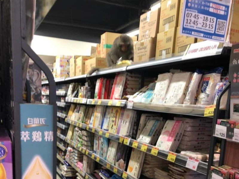 台灣獼猴在全聯貨架上吃店裡賣的香蕉，目擊者直指是「高雄柴山在地日常」。   圖／翻攝路上觀察學院臉書