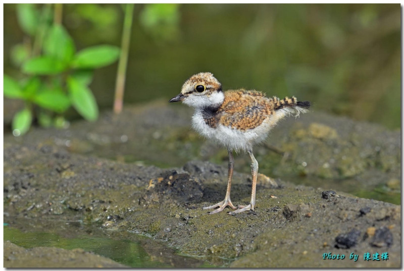 小環頸鴴雛鳥。   圖：嘉義縣野鳥學會陳建樺/提供