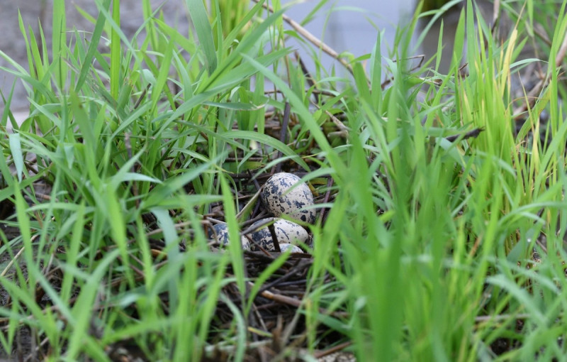 彩鷸會利用稻田或有水生植物的濕地內築巢。   圖：新北市動保處提供鳥友攝影作品